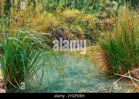 Klares Wasser fließt in einer friedlichen Quelle, umgeben von lebhaften Gräsern und Laub, die die Schönheit und Ruhe der Natur hervorheben. Stockfoto