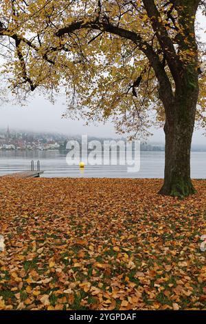 Zug. Stadt. Kanton. Zugersee. Zentralschweiz. Gelbe Boje. Altstadt. Boje... Gemeinde Zug. Männerbadi Zug. Zuger Promenade. Kaltbadeplatz. Stockfoto