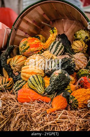 Ein buntes Korb mit Kürbissen und Kürbis in einem rustikalen Korb bei einem Erntefest Stockfoto