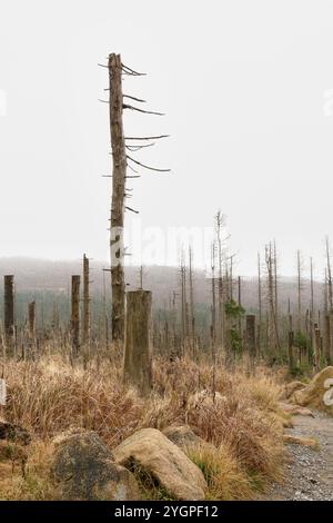 Wanderweg durch einen Wald aus toten Fichtenbäumen, die vom Rindenkäfer zerstört wurden, am Fuße des Brockens im Nationalpark Harz Stockfoto