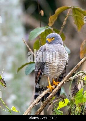 Ein gemeiner Bussard (Rupornis magnirostris) in der Region Anamá. Das Foto wurde auf einer Filiale des Amazonas aufgenommen. Stockfoto