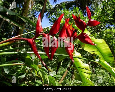 Heliconia stricta Huber rote Blume, tropische Blumen in La Réunion. Schöne blühende Pflanze im Garten im Sonnenlicht Stockfoto