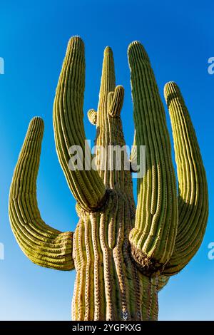 Saguaro Cactus; Licht am späten Tag; Cactus Forest Loop Drive; Saguaro National Park; Arizona; USA Stockfoto