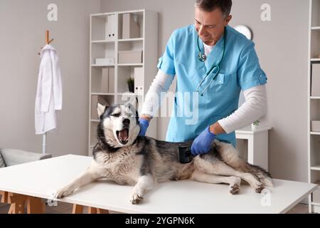 Männlicher Tierarzt putzt niedlichen Huskyhund in der Klinik Stockfoto