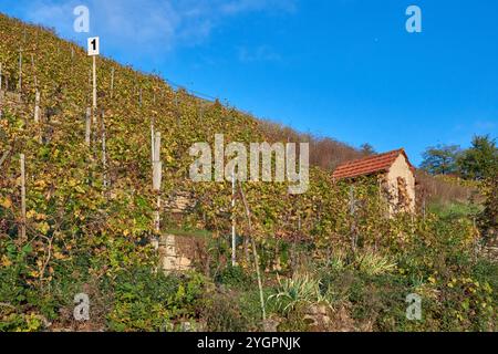 Malerische Weinberge Landschaft im umliegenden Blue Sky, mit einem charmanten kleinen Cottage Stockfoto