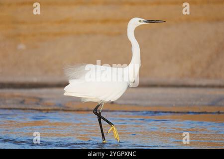 Kleiner Egret (Egretta garzetta). Ein Reiher, der morgens an der Mündung eines kleinen Baches füttert. Stockfoto