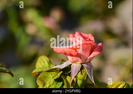 Eine wunderschöne rosafarbene Rose öffnet ihre Blütenblätter und sonnt sich im warmen Sonnenlicht inmitten üppiger grüner Blätter in einem ruhigen Garten. Stockfoto