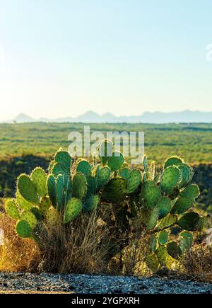 Opuntia; Feigenkaktus; Cactaceae; Cactus Forest Loop Drive; Saguaro National Park; Arizona; USA Stockfoto