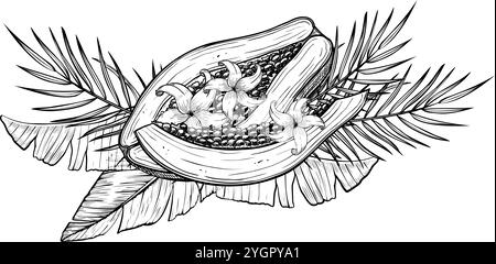 Vektor-Illustration von Papaya-Früchten mit Palmblättern und Blumen in linearer Art. Lebensmittelätzung von Pfotenpflanzen mit schwarzer Tinte. Umrisszeichnung eines exotischen tropischen Desserts. Stock Vektor