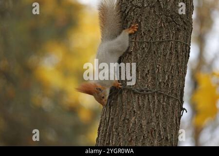 Wunderschönes, niedliches rotes Eichhörnchen, das auf dem Baum im Herbstpark sitzt Stockfoto