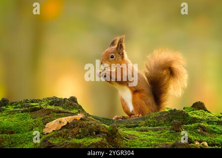 Red Eichhörnchen (Sciurus vulgaris) auf der Suche in herbstlichen Wäldern im RSPB Loch Leven Naturschutzgebiet, Schottland. Stockfoto