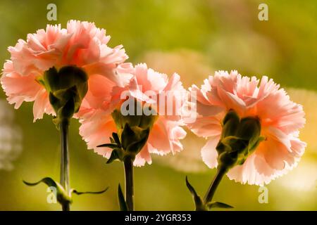 Drei rosa Nelken, auf einem grünen Hintergrund mit einer Seite Stockfoto