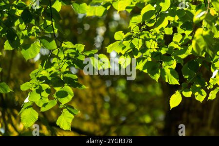 Frische grüne Blätter, die Sonne bricht durch das Laub mit ihren warmen Strahlen Stockfoto