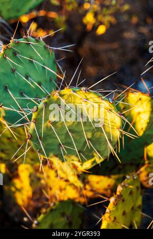 Opuntia; Feigenkaktus; Cactaceae; Cactus Forest Loop Drive; Saguaro National Park; Arizona; USA Stockfoto