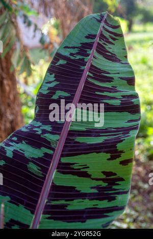 Zwergbananenblatt ( Musa acuminata ) - Kasangati, Kampala Uganda Stockfoto