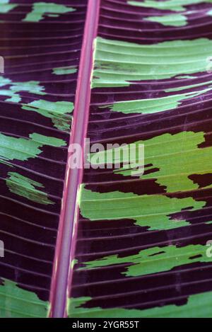 Zwergbananenblatt ( Musa acuminata ) - Kasangati, Kampala Uganda Stockfoto