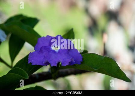 Gestern heute und morgen Blume ( Brunfelsia pauciflora ) - Kampala Uganda Stockfoto