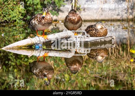 Ein atemberaubendes Foto von drei Mallard-Enten auf einem See, der mit Reflexionen im Wasser ruht. Es ist ein See mit herausragender Klarheit und Reflexion. Stockfoto