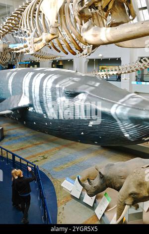 Ein lebensgroßes Modell eines Blauwals im Zentrum der Säugetiergalerie des Natural History Museum, London. Stockfoto