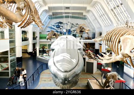 Vorderansicht des lebensgroßen Modells eines Blauwals, das das Herzstück der Säugetier- und Walgalerie im Natural History Museum in London bildet. Stockfoto