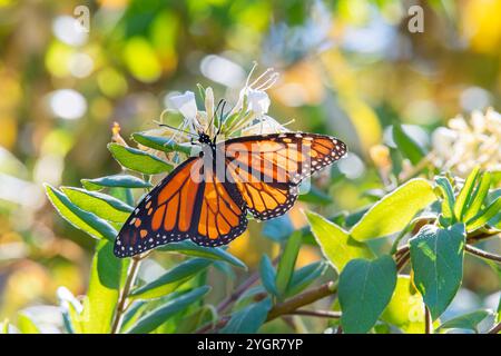 Monarchschmetterling auf einer Geißblatt-Blume Stockfoto