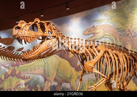 Vernal, Utah – das Utah Field House of Natural History State Park Museum zeigt Dinosauriermodelle, Skelette, Knochen und Fossilien. Ein Allosaurus, das Stockfoto