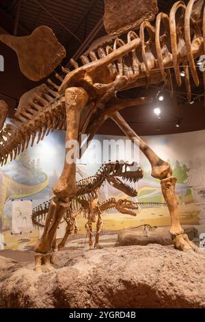 Vernal, Utah – das Utah Field House of Natural History State Park Museum zeigt Dinosauriermodelle, Skelette, Knochen und Fossilien. Ein Allosaurus, das Stockfoto