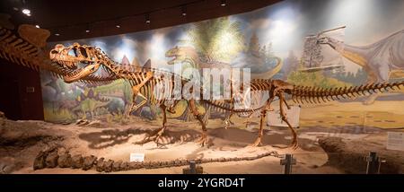 Vernal, Utah – das Utah Field House of Natural History State Park Museum zeigt Dinosauriermodelle, Skelette, Knochen und Fossilien. Der Allosaurus, der Stockfoto