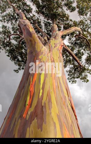 Regenbogeneukalyptus Stockfoto
