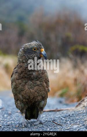 Kea Parrot, Milford Sound, Neuseeland. Stockfoto