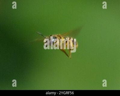 Ligated Furrow Bee (Halictus ligatus) Stockfoto