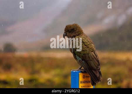 Kea Parrot, Milford Sound, Neuseeland. Stockfoto