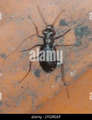 Stichhaltiger Tigerkäfer (Cicindela punctulata) Stockfoto