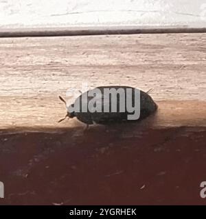 Schwarzer Teppichkäfer (Attagenus unicolor) Stockfoto