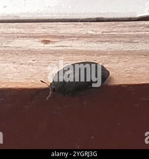 Schwarzer Teppichkäfer (Attagenus unicolor) Stockfoto