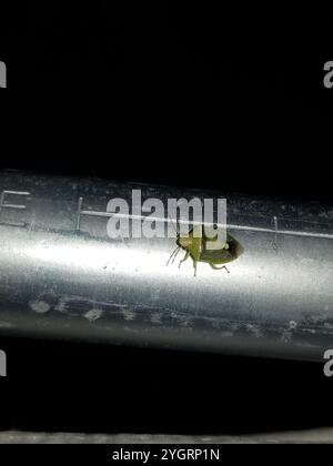 Grüner Burgunderstinkkäfer (Banasa dimidiata) Stockfoto