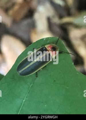 Gemeinsame östlichen Firefly (Photinus pyralis) Stockfoto