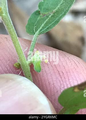 Schlankes Dreisaat-Quecksilber (Acalypha gracilens) Stockfoto