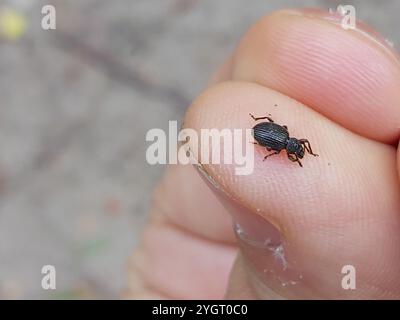 Erdbeerwurzel Weevil (Otiorhynchus ovatus) Stockfoto