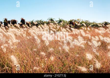 Wunderschöne stipa-Graskörner, die in der Brise in Essaouira, Marokko, wehen. Nautral Golden, lange flauschige Gräser, Nahaufnahme Makro, Nordafrika, Medite Stockfoto