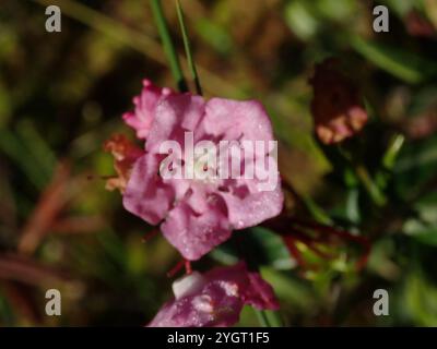 Westlicher Bog Lorbeer (Kalmia microphylla) Stockfoto