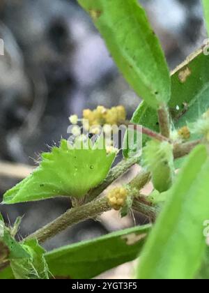 Schlankes Dreisaat-Quecksilber (Acalypha gracilens) Stockfoto