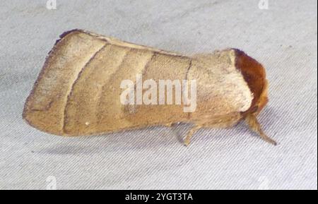 Walnuss Raupenmotte (Datana integerrima) Stockfoto