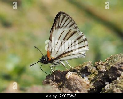 Geädert White-Skipper (Heliopetes arsalte) Stockfoto