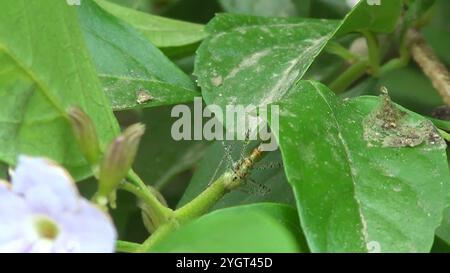 Leafhopper Assassin Bug (Zelus renardii) Stockfoto