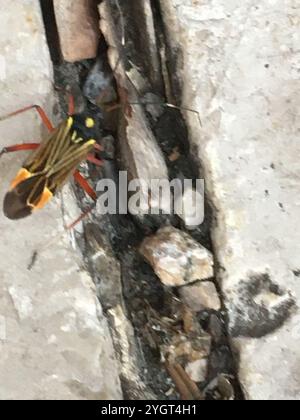 Gesträhnte Pflanzenkäfer (Miris striatus) Stockfoto