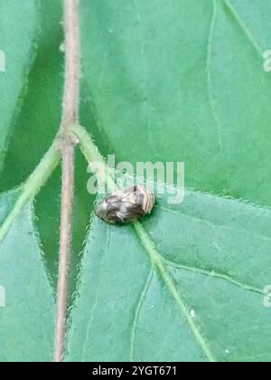 Erlenspittlebug (Clastoptera obtusa) Stockfoto