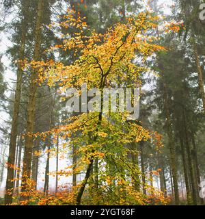 Einzelner goldblättriger Baum im Wentwood-Wald mit einer Kulisse aus Kiefern. Wentwood Forest, South Wales. UK. Stockfoto