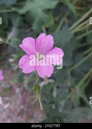 Druce's Crane-bill (Geranium x oxonianum) Stockfoto