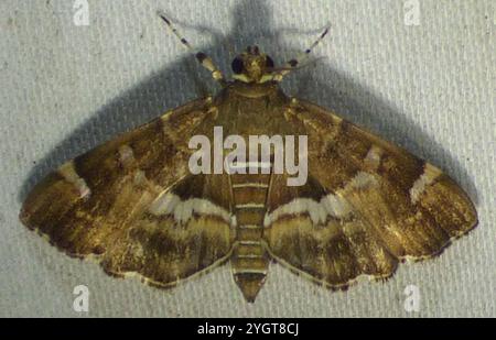 Gefleckte Rüben Webworm Motte (Hymenia perspectalis) Stockfoto